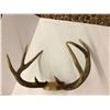 Image 5 : Set of Horns - 15in x 11in