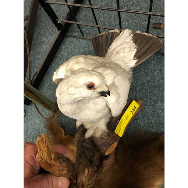 Taxidermy White Pheasant - Approx. 17in x 13in