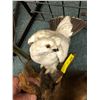 Image 1 : Taxidermy White Pheasant - Approx. 17in x 13in