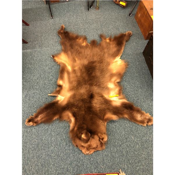 Taxidermy Brown Bear - approx. 64in x 54in