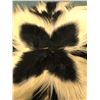 Image 2 : Skunk or Polecat Hide - 34in long