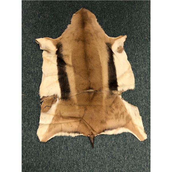 Springbuck Hide - 36in long