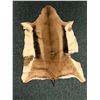 Image 1 : Springbuck Hide - 36in long
