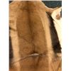 Image 2 : Springbuck Hide - 36in long