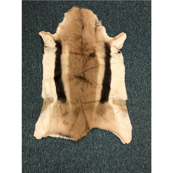 Springbuck Hide - 36in long