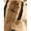 Image 2 : Springbuck Hide - 36in long