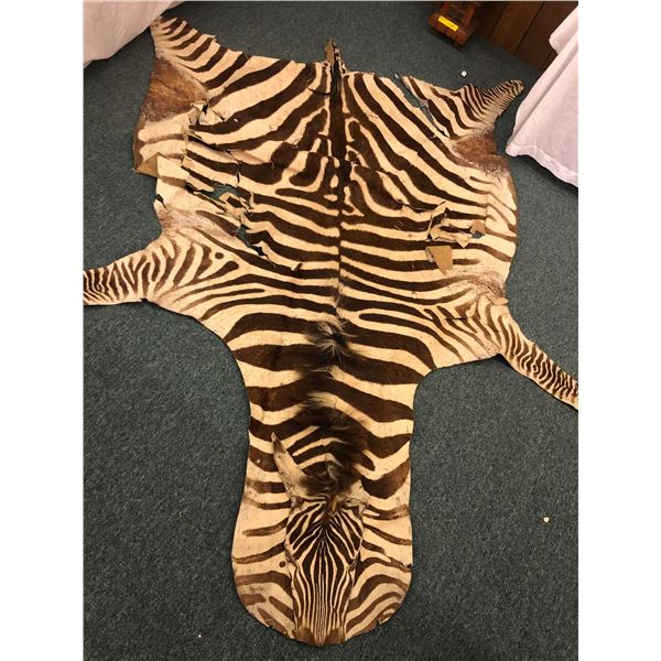 Zebra Hide - 108in Long - some damage