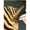 Image 4 : Zebra Hide - 108in Long - some damage