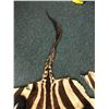 Image 5 : Zebra Hide - 108in Long - some damage