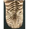 Image 2 : Zebra Hide - 108in Long