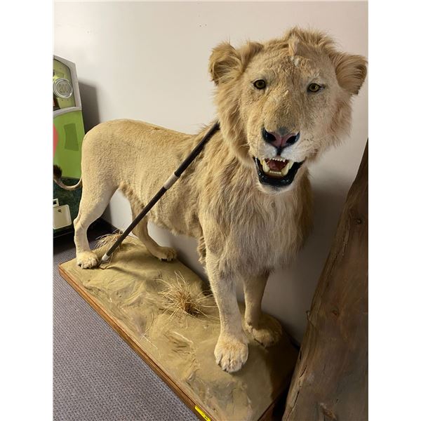 Taxidermy Lion - 90in long x 25in x 66in
