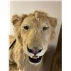 Image 3 : Taxidermy Lion - 90in long x 25in x 66in
