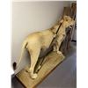 Image 4 : Taxidermy Lion - 90in long x 25in x 66in