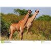 Image 7 : Ubathi Global Safaris - Giraffe and Plains game for 2