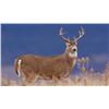 Image 2 : Briarwood Sporting Club - Trophy credit for 2 on Whitetail Deer