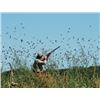 Image 3 : Argentina Bird Hunts - Argentina Dove for 4 hunters