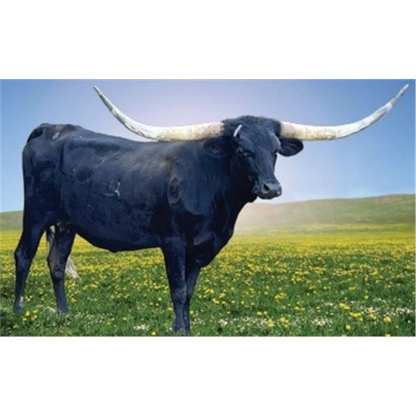 GD SITTIN BLACK FACE