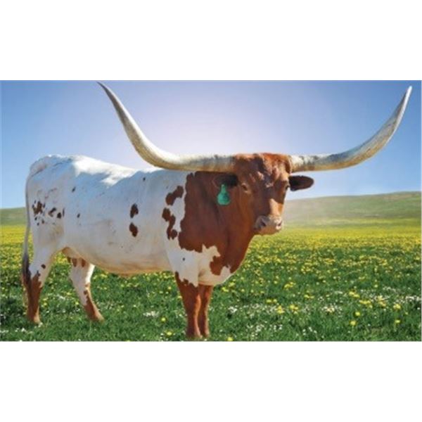 BCR COOL SUNGLASSES 547