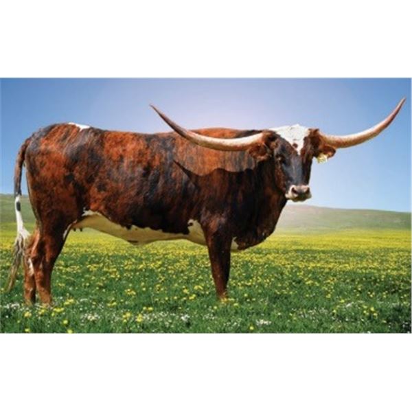 SR CLOUT’S ISLA 800