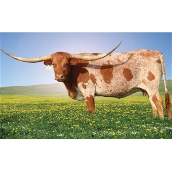 BRAZOS RIO ELVIRA 560