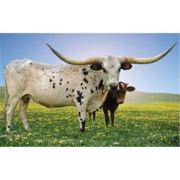 CL MISS BONNIE 02/16