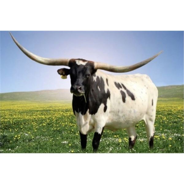 ENCHANTED WITH STARS