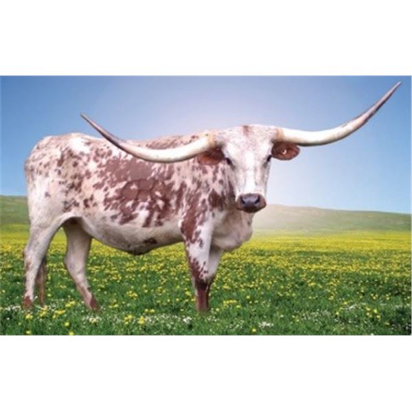 HICKS CALIFORNIA SKY