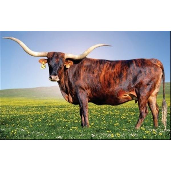 LUCKY’S SAFARI SPECIAL