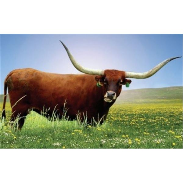 HELM COWBOY’S DESIRE