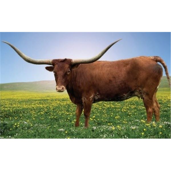 SERIOUSLY TWISTED SISTER