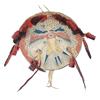 Image 1 : Sioux-Style Shield
