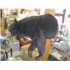 Image 2 : LG. SHOULDER MOUNT BLACK BEAR