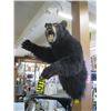 Image 1 : SHOULDER MOUNT BLACK BEAR