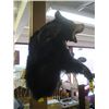 Image 2 : SHOULDER MOUNT BLACK BEAR