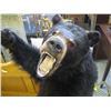 Image 3 : SHOULDER MOUNT BLACK BEAR