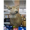 Image 1 : MOUNTED DEER HEAD