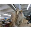 Image 2 : MOUNTED DEER HEAD