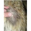 Image 7 : HUDSON BAY COYOTE FUR LONG COAT