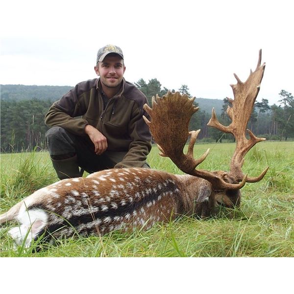 3-Day Austria Fallow Deer Hunt for 1