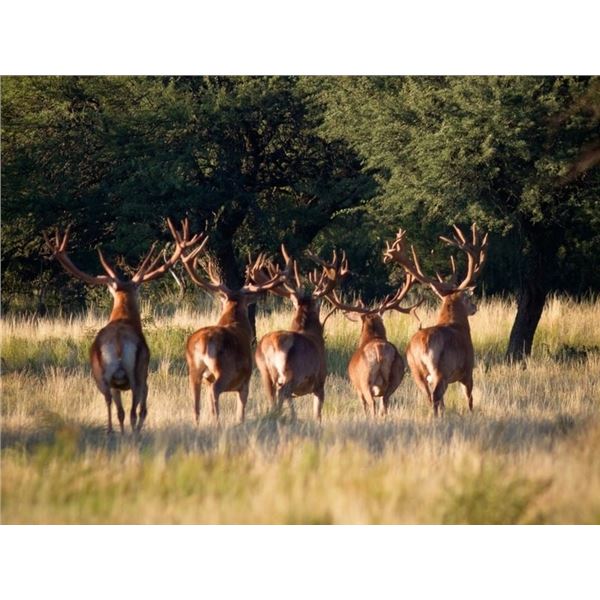 5-Day Argentina Red Stag Hunt for 1 Hunter