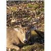 Image 2 : 4-Day South Dakota Whitetail Deer/Coyote for 1 Hunter