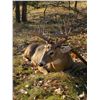Image 4 : 4-Day South Dakota Whitetail Deer/Coyote for 1 Hunter
