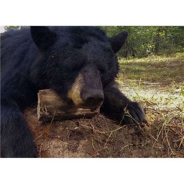 6-Day Alberta Trophy Black Bears and Wolf Hunt for 2 Hunters