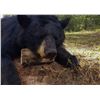 Image 1 : 6-Day Alberta Trophy Black Bears and Wolf Hunt for 2 Hunters