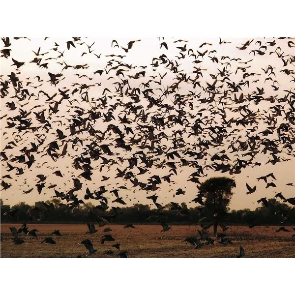 4-Day Argentina Dove Shooting Trip for 4