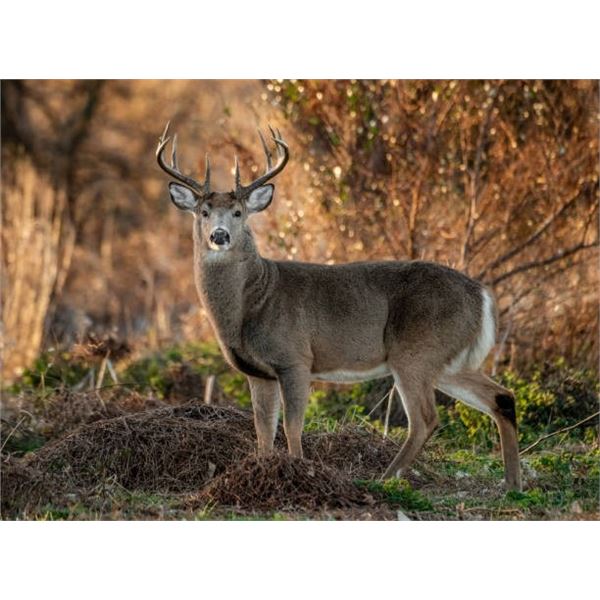 7-Day Horse-Back Idaho Deer Hunt for 1 Hunter