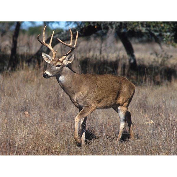 2-Day Whitetail Deer Bow Hunt for 1 Hunter