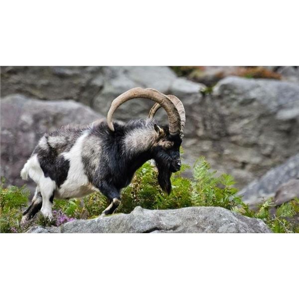 3-Day Ireland Combination Ibex Hunt & Trout Fishing Trip for 1 Hunter & 1 Observer