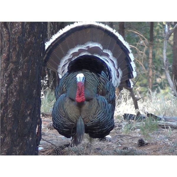 3-Day / 4 Night Mexico Goulds Turkey Hunt for 2 Hunters