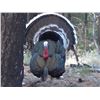 Image 1 : 3-Day / 4 Night Mexico Goulds Turkey Hunt for 2 Hunters